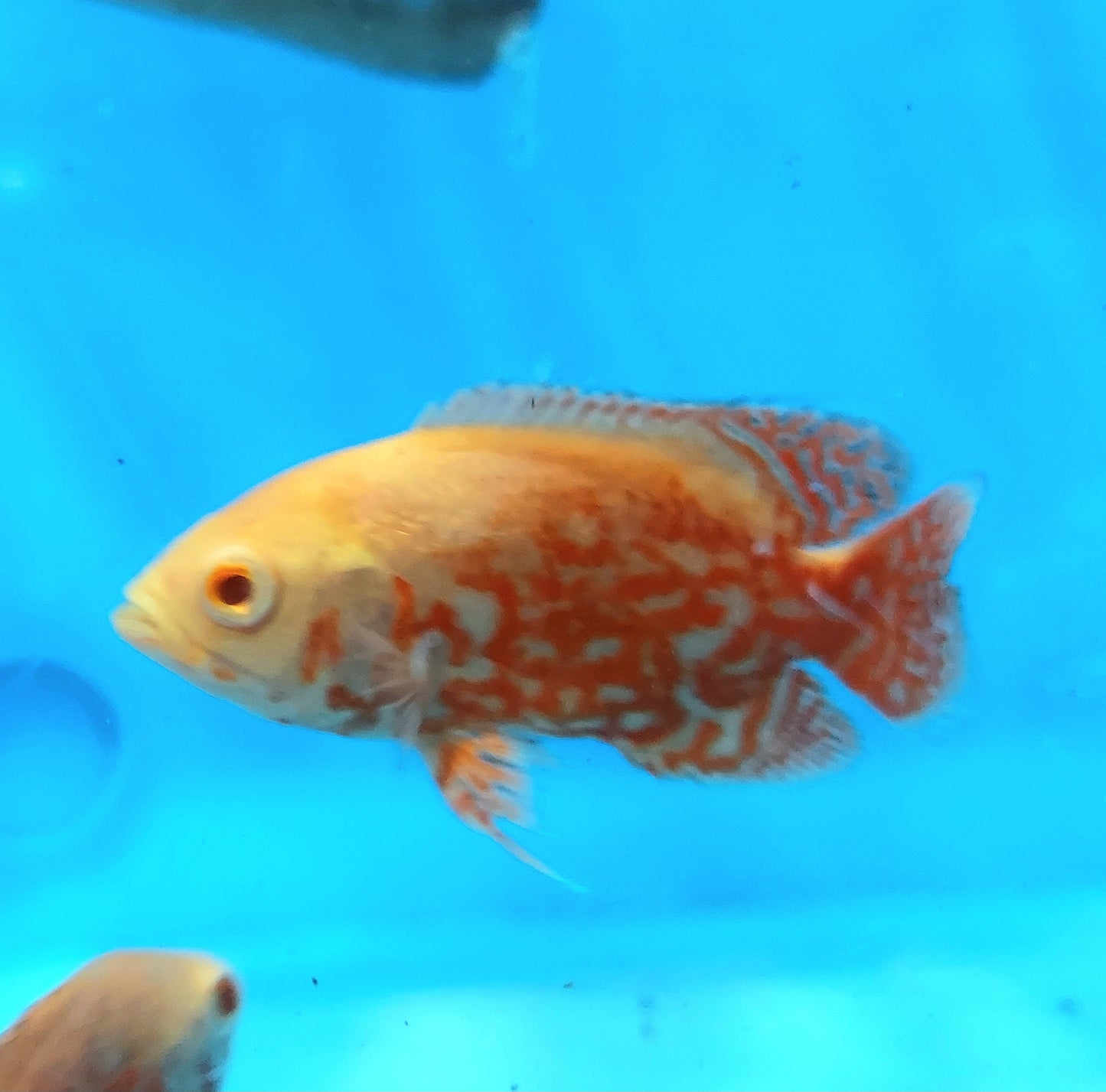 Albino Nemo Red Tiger Oscar Cichlid (Astronotus ocellatus)