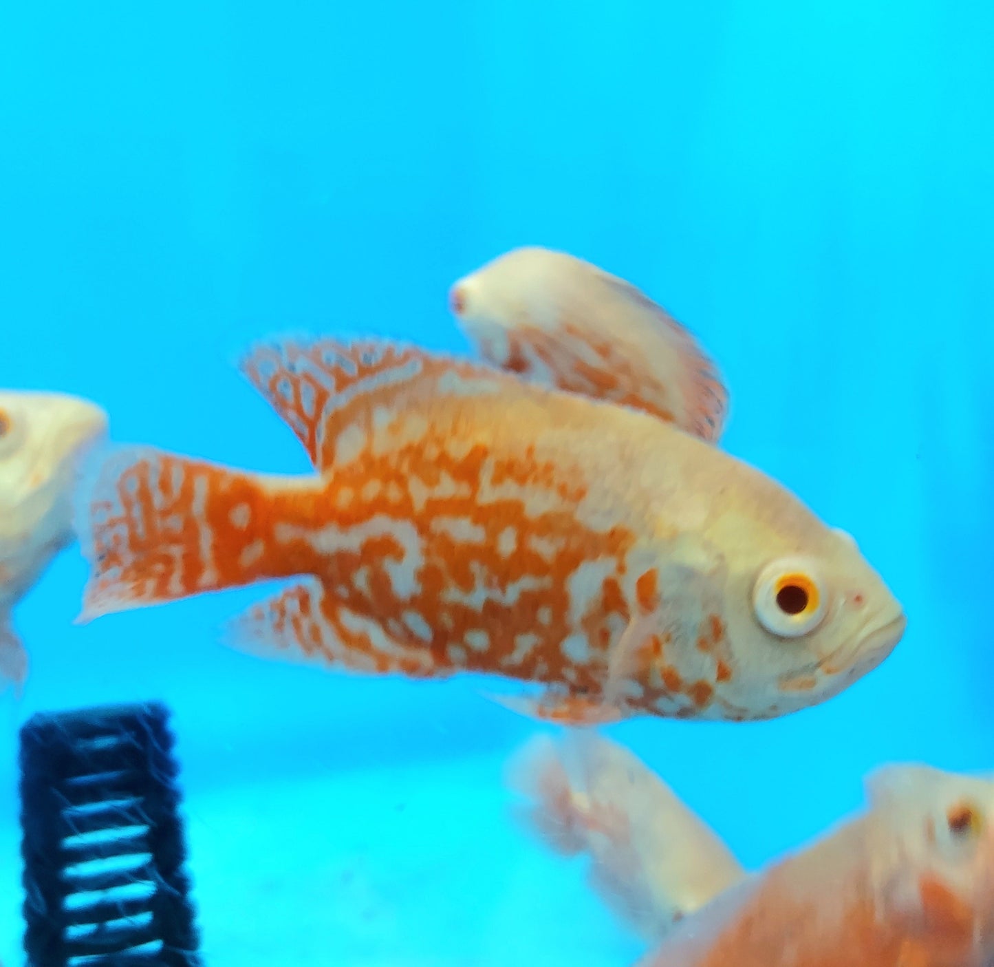 Albino Nemo Red Tiger Oscar Cichlid (Astronotus ocellatus)