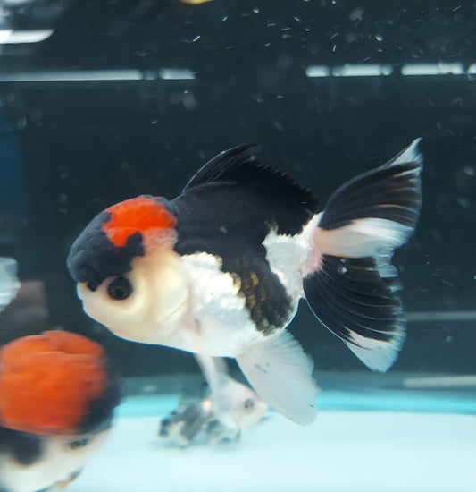 Tri Color Oranda Goldfish (Carassius auratus)