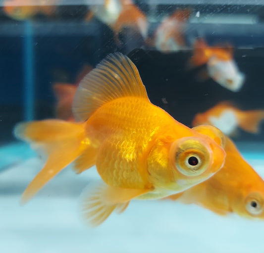 Moor Butterfly Telescope Goldfish (Carassius auratus)