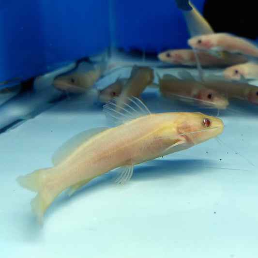 Albino Bagre Catfish (Rhamdia quelen)