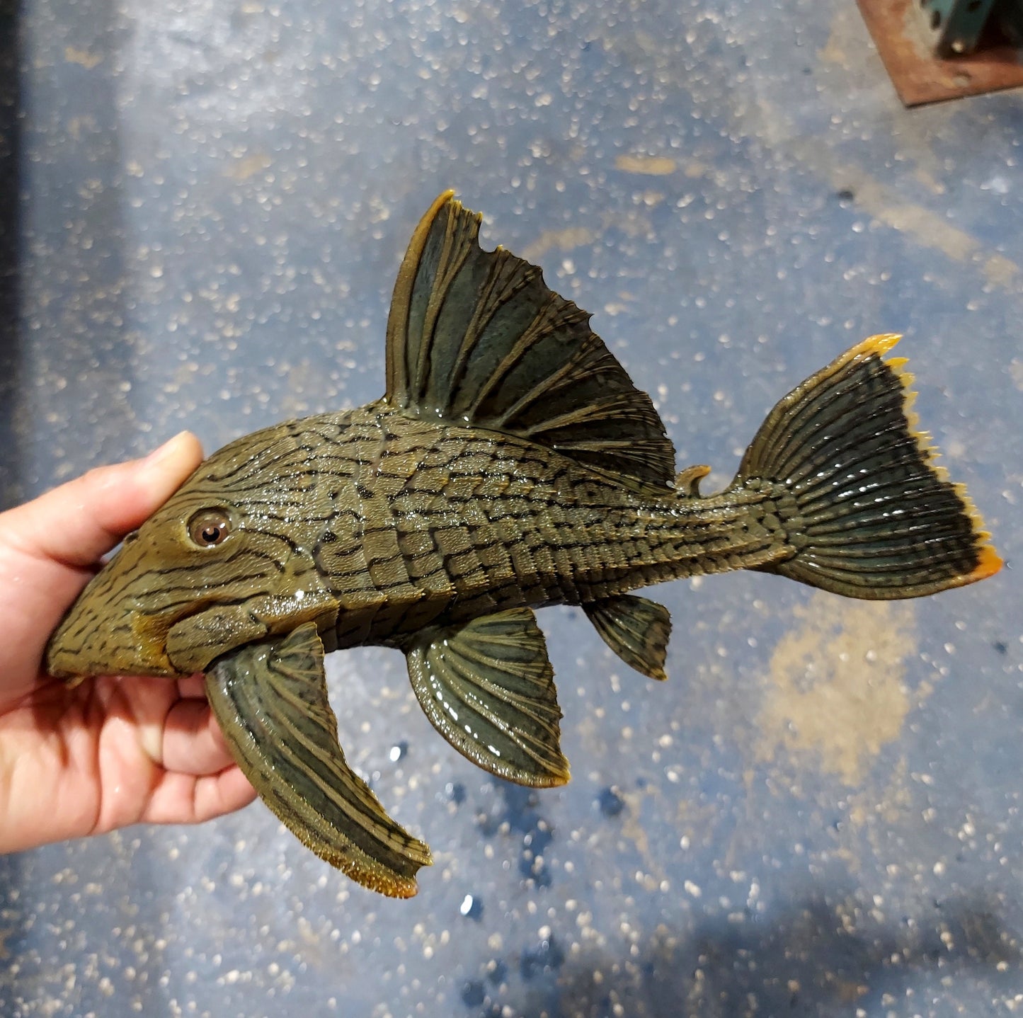 L418 Titan Royal Pleco (Panaque titan)