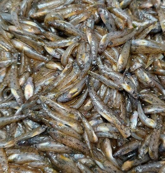 Mini Monsters - Frozen Feeder Goby