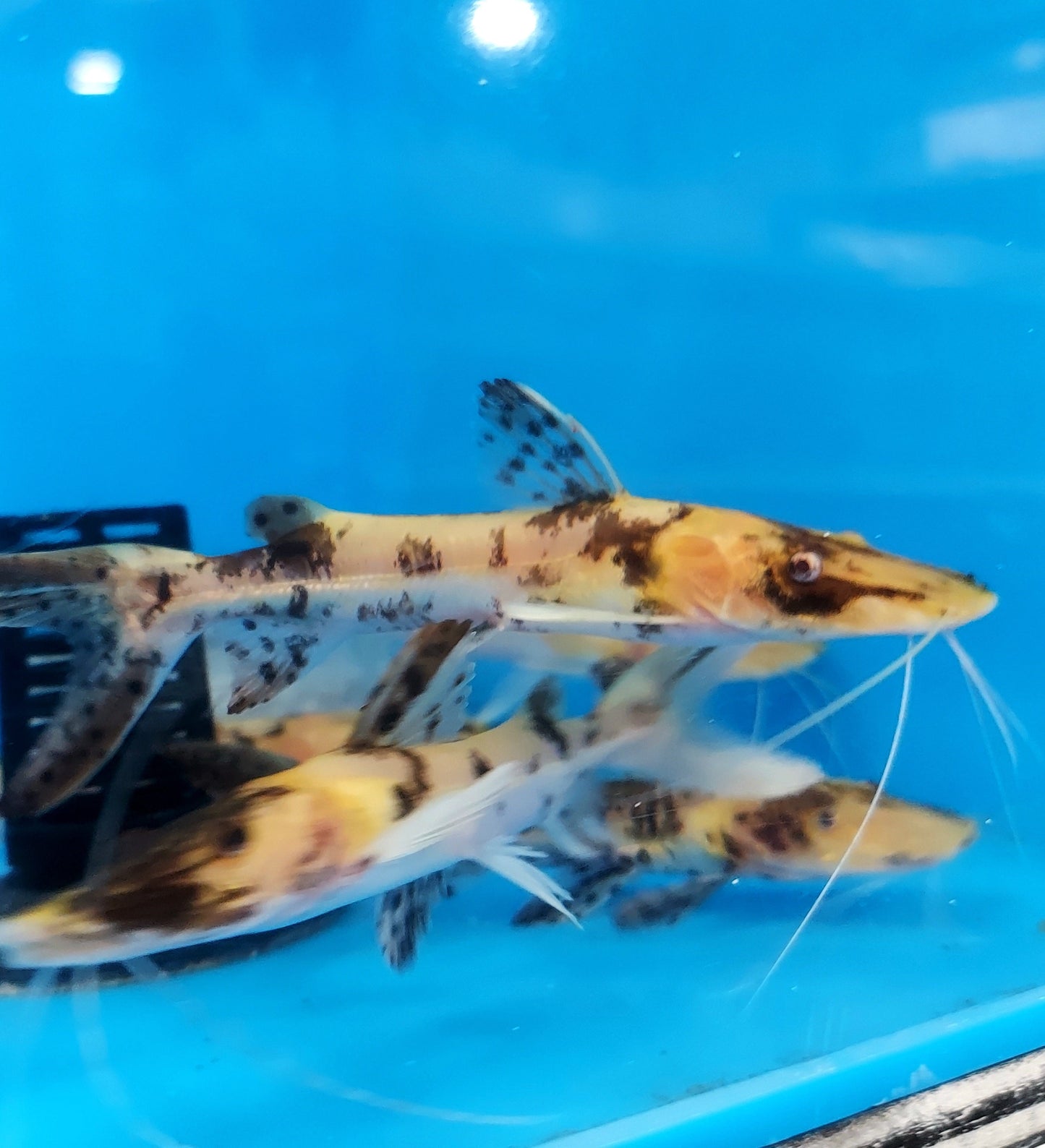 Albino Golden Marble Tiger Shovelnose Catfish (Pseudoplatystoma fasciatum)