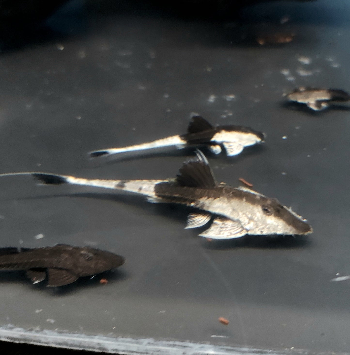 Chameleon Loricaria (Pseudohemiodon apithanos)