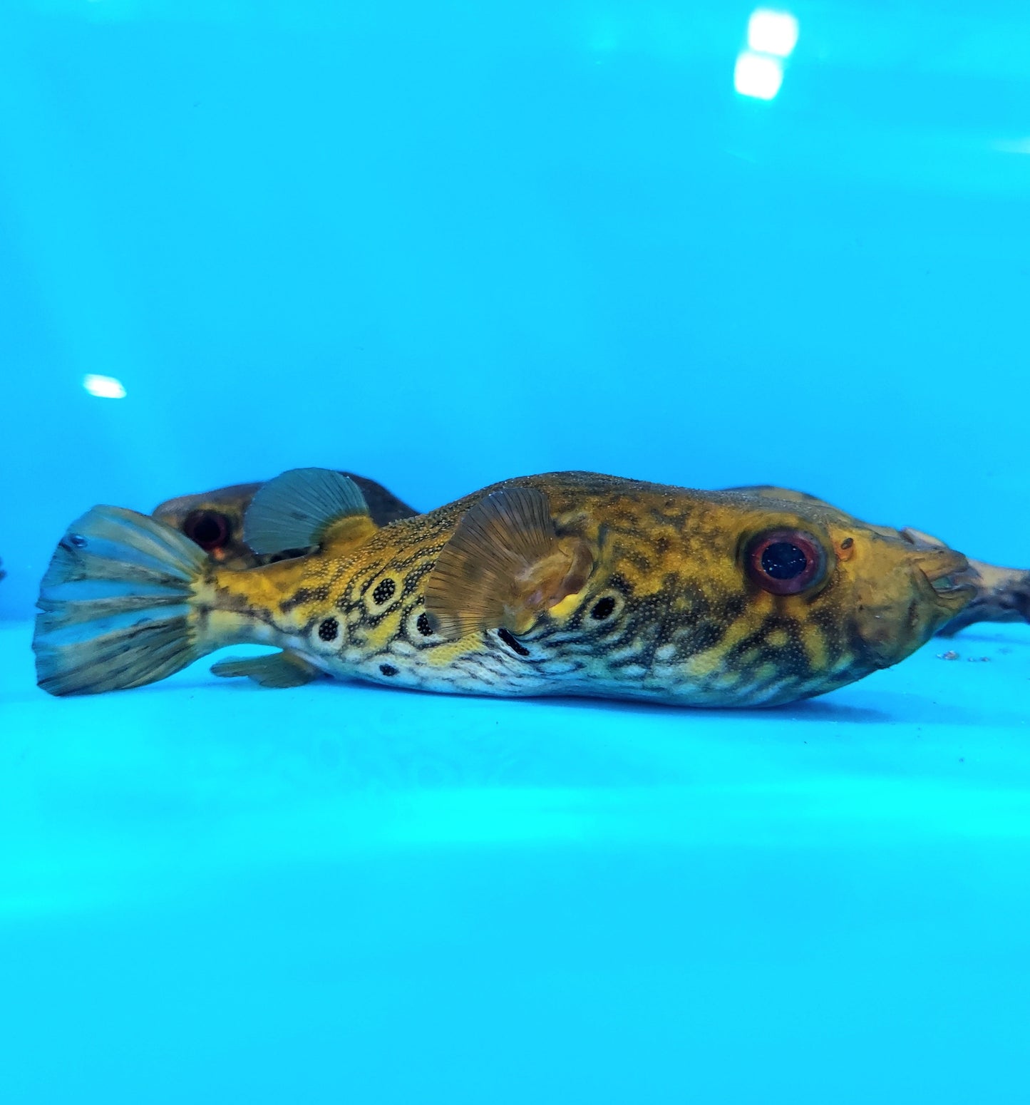 Thai Humpback Dragon Puffer (Pao palembangensis)