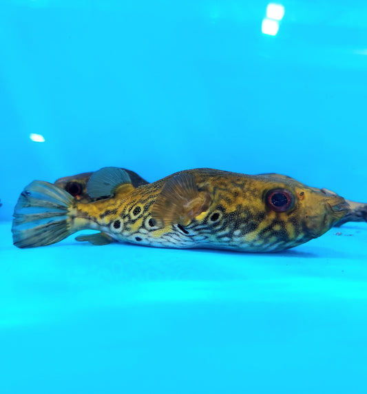 Thai Humpback Dragon Puffer (Pao palembangensis)