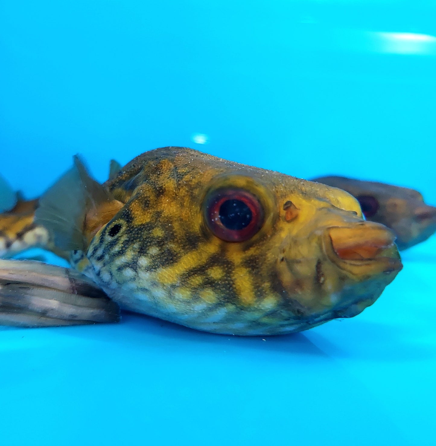 Thai Humpback Dragon Puffer (Pao palembangensis)