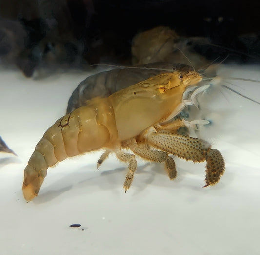 Vampire Shrimp (Atya gabonensis)