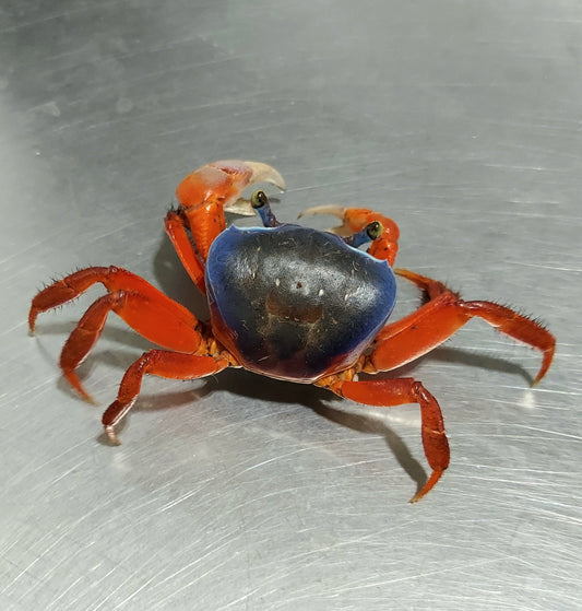 African Rainbow Land Crab (Cardisoma armatum)