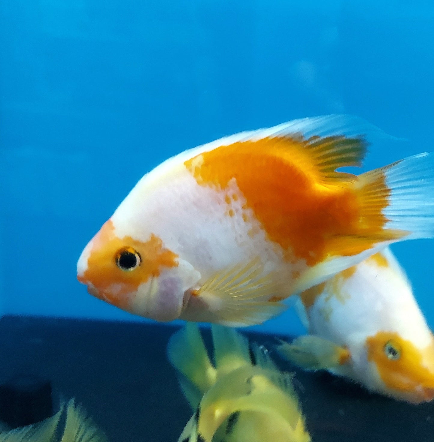 Golden / Yellow and White Parrot Cichlid (Cichlasoma sp)