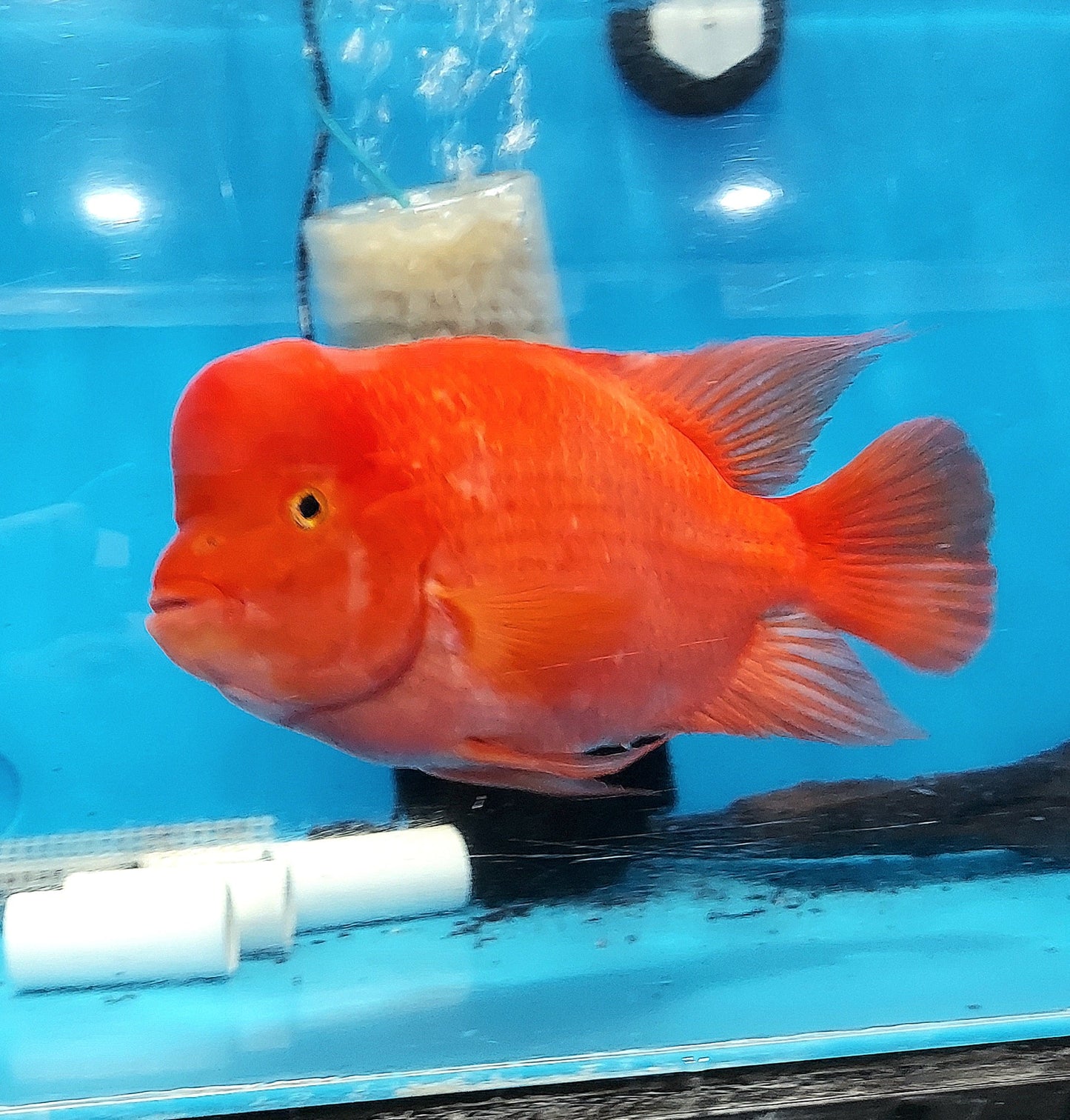 King Kong Red Mammon Parrot Cichlid (Cichlasoma sp)