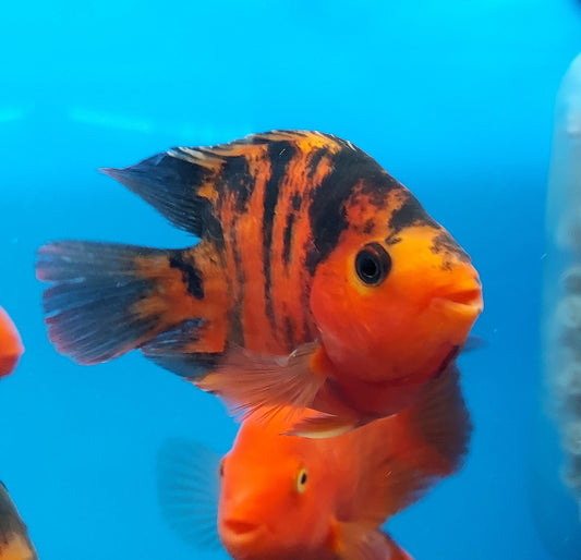 Red Tiger Parrot Cichlid (Cichlasoma  sp)