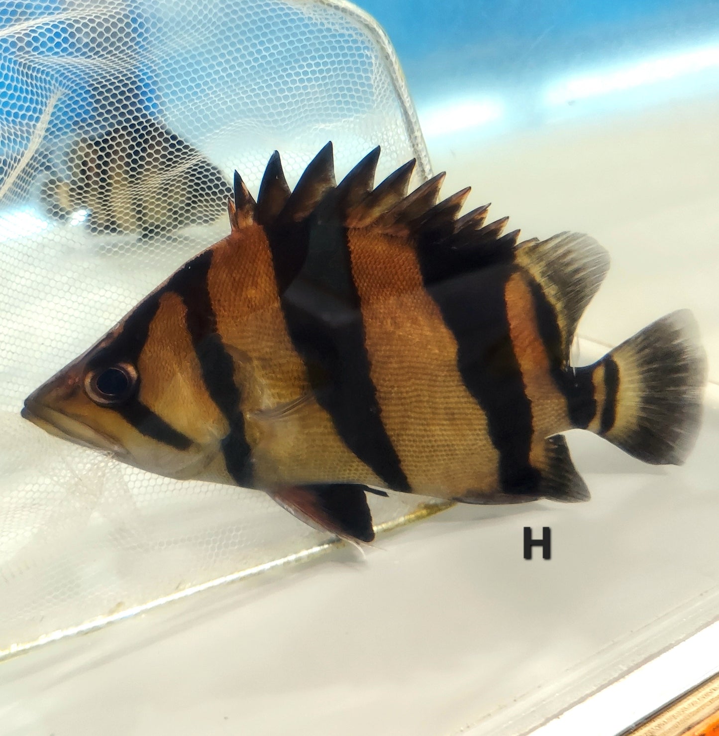 Siamese Tiger Fish (Datnioides pulcher)