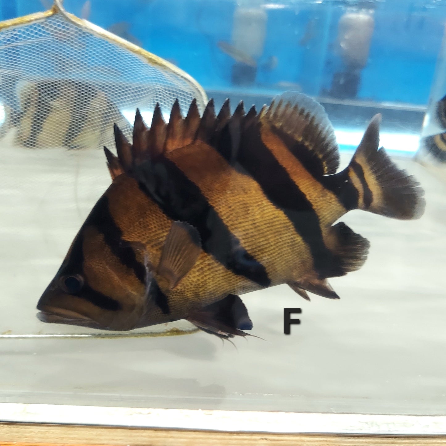 Siamese Tiger Fish (Datnioides pulcher)