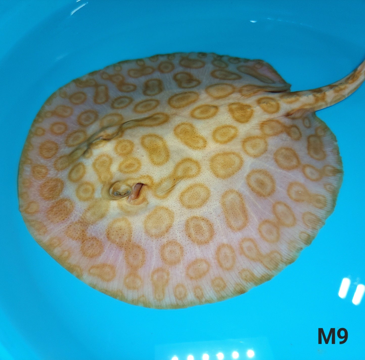 Albino Red Lucy Pearl Hybrid Stingray (Potamotrygon jabuti sp)