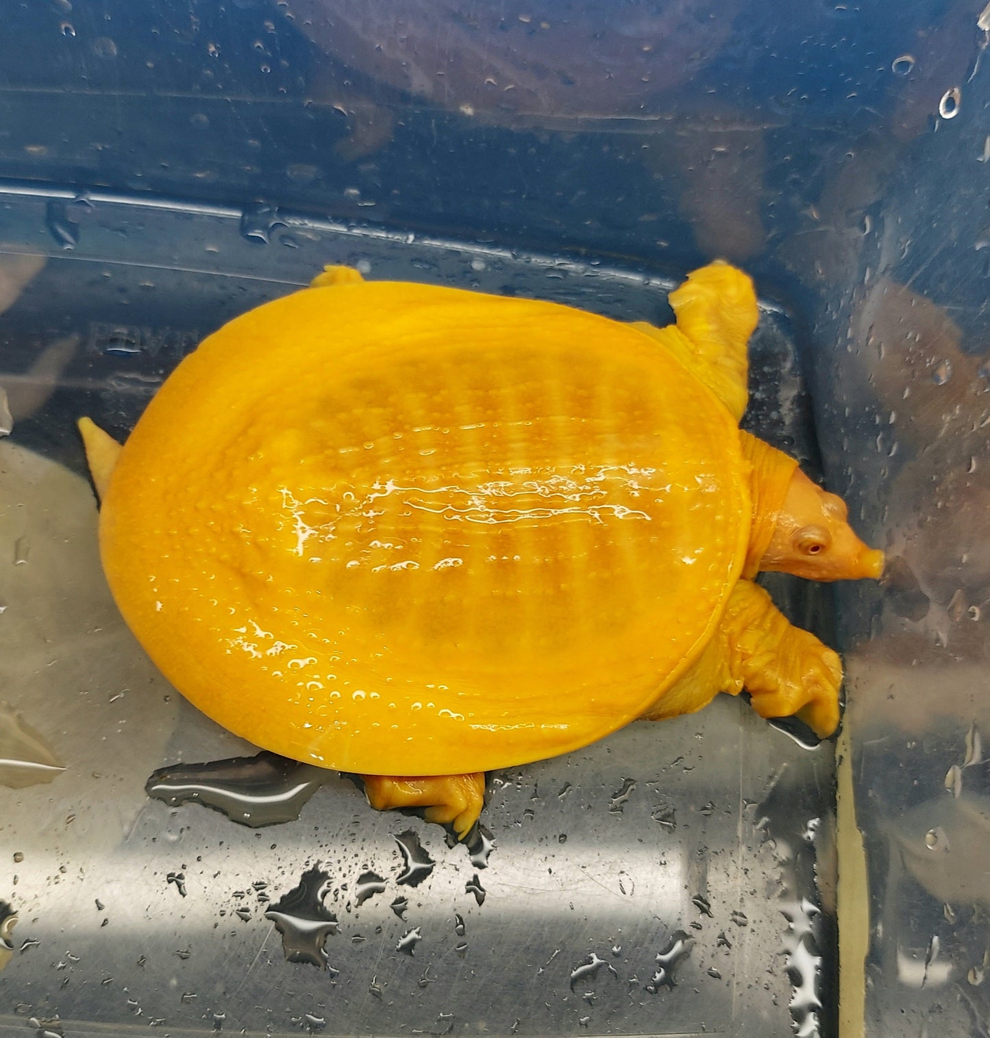 Albino Chinese Softshell Turtle (Pelodiscus sinensis)