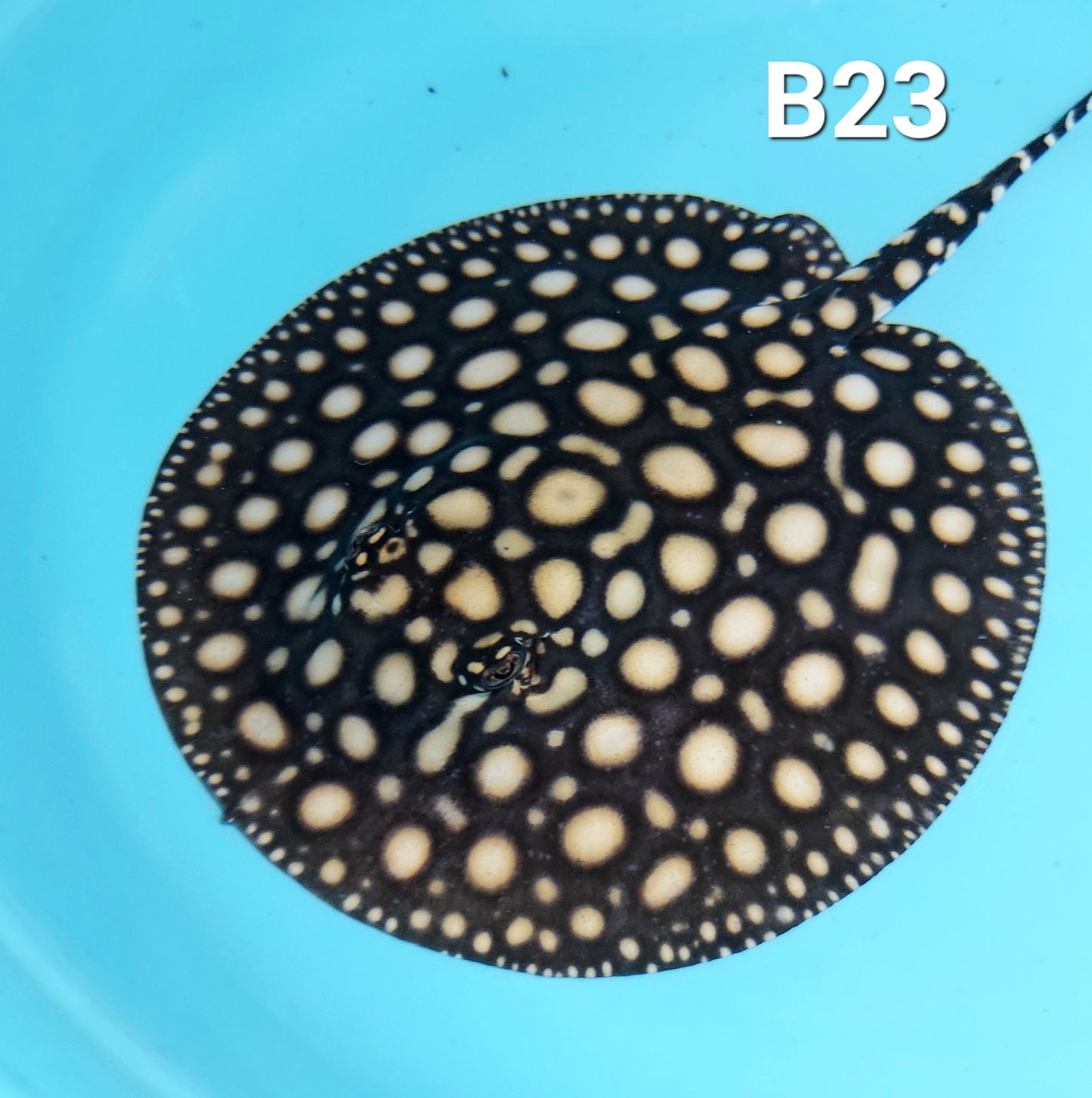 Thousand Island Black Diamond Stingray (Potamotrygon leopoldi)