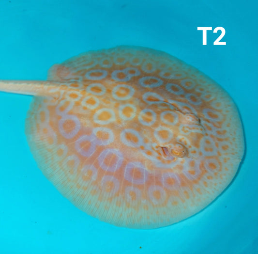 Albino Tangerine Pearl Stingray (Potamotrygon jabuti)