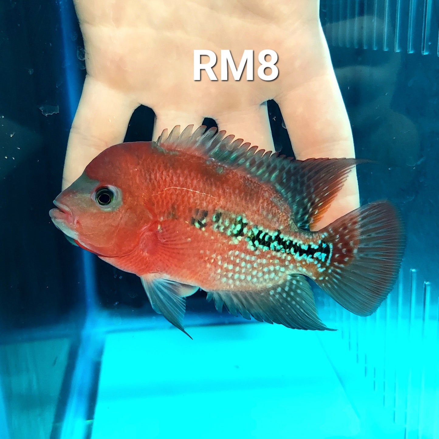 Red Monkey Kamfa Flowerhorn Cichlid (Vieja sp)