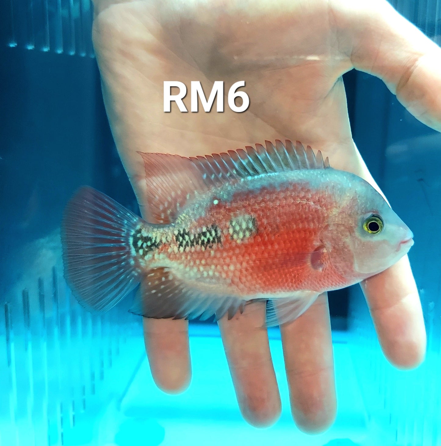 Red Monkey Kamfa Flowerhorn Cichlid (Vieja sp)