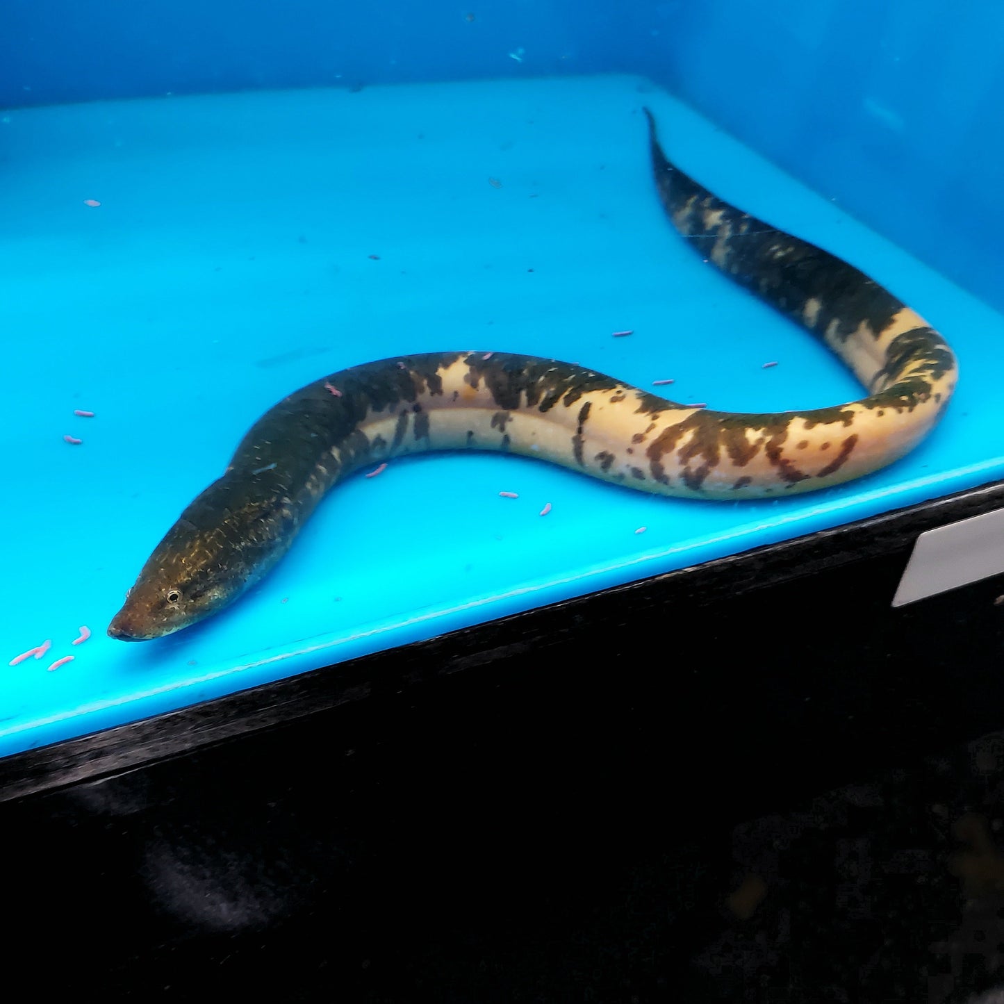 Asian Swamp Eel (Monopterus albus)