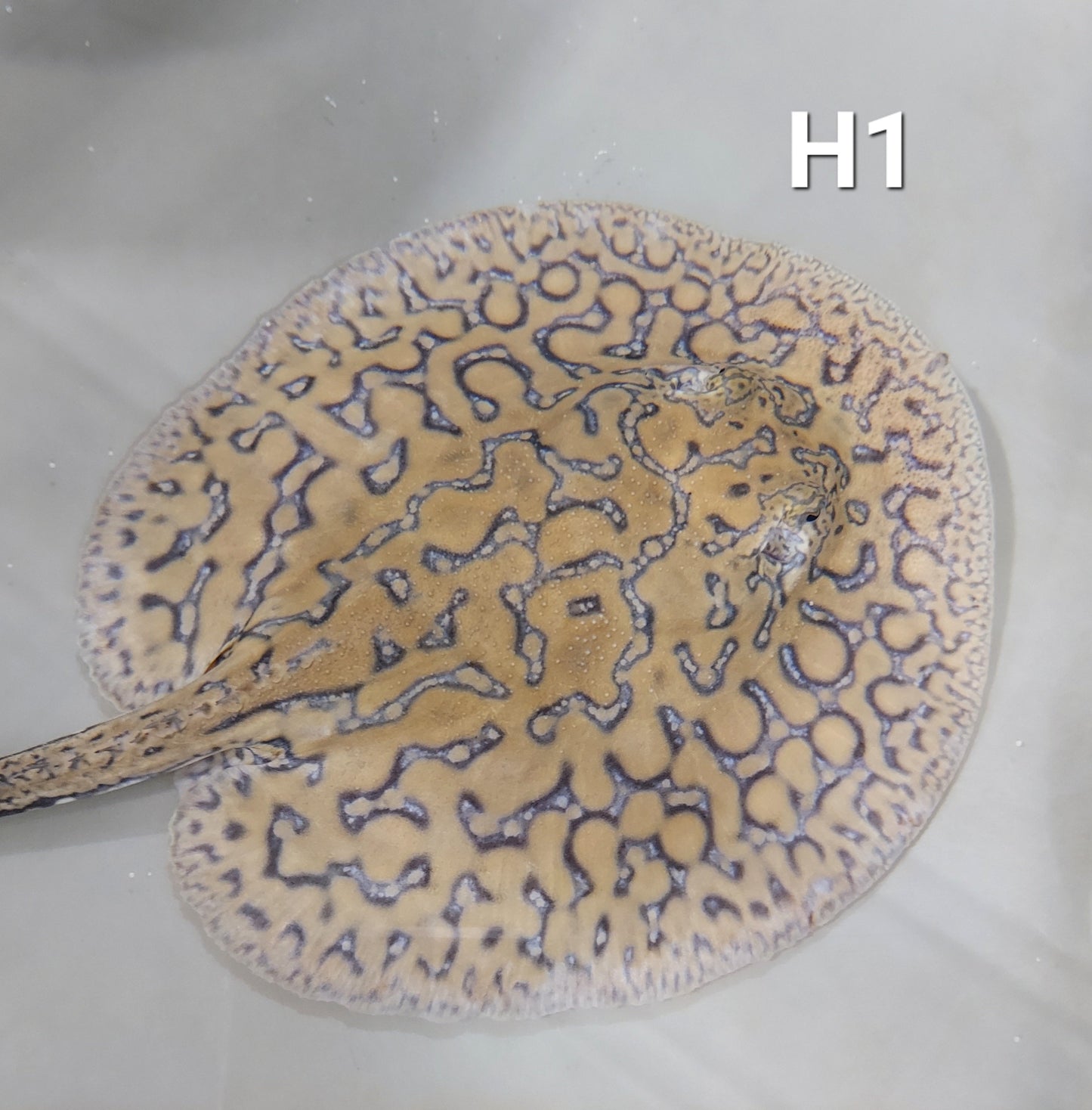 Designer Hybrid Stingray (Potamotrygon sp)
