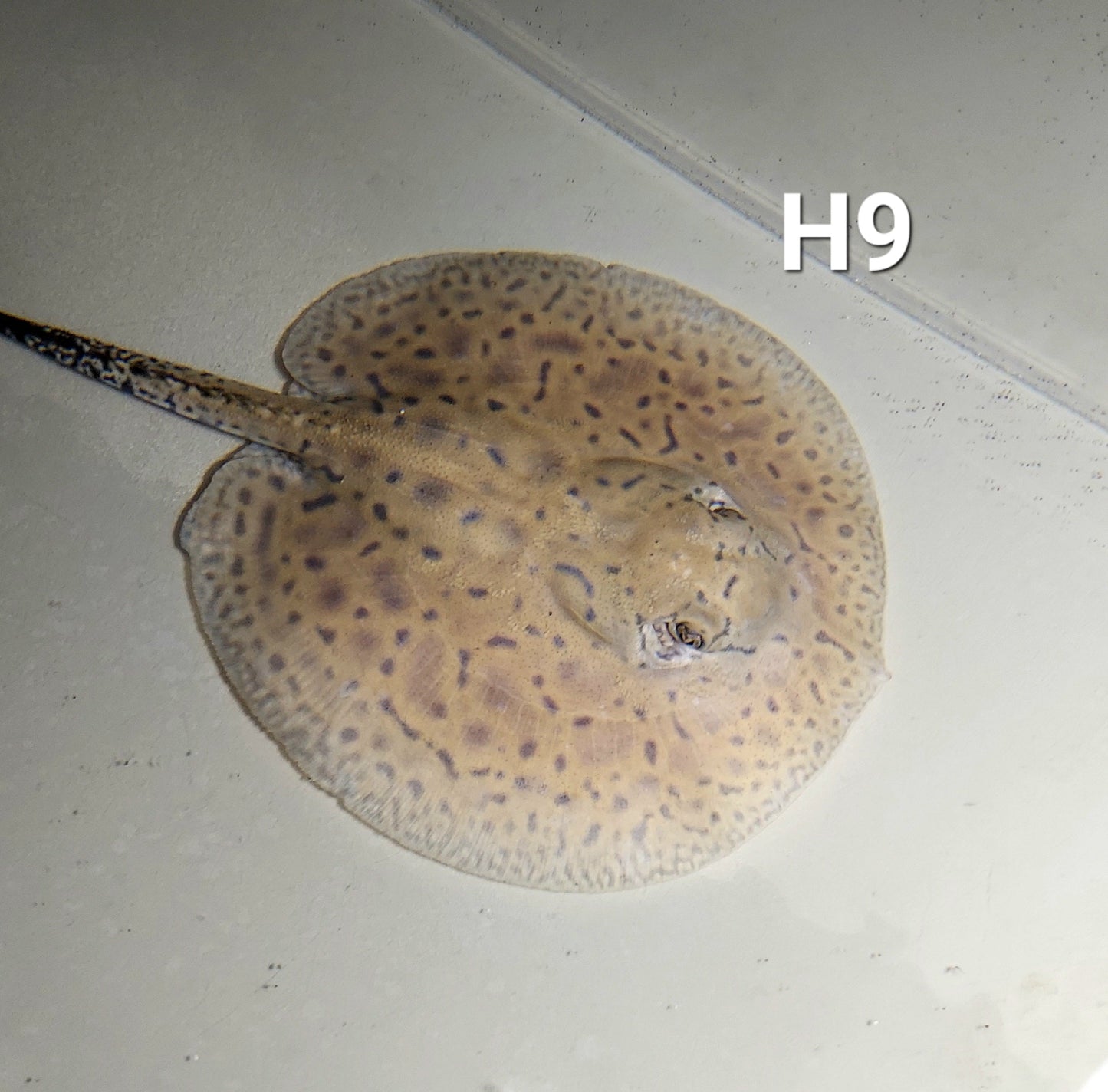 Designer Hybrid Stingray (Potamotrygon sp)