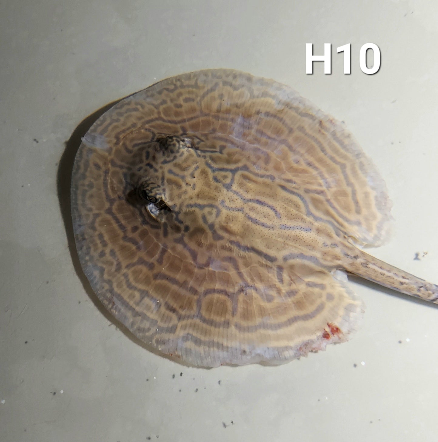 Designer Hybrid Stingray (Potamotrygon sp)