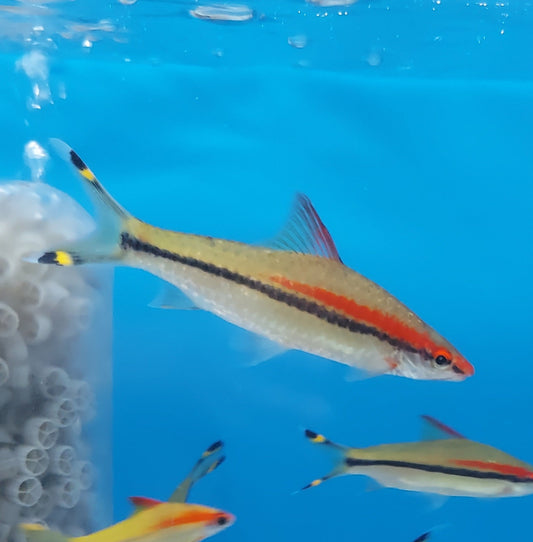 Roseline Shark (Sahyadria denisonii)