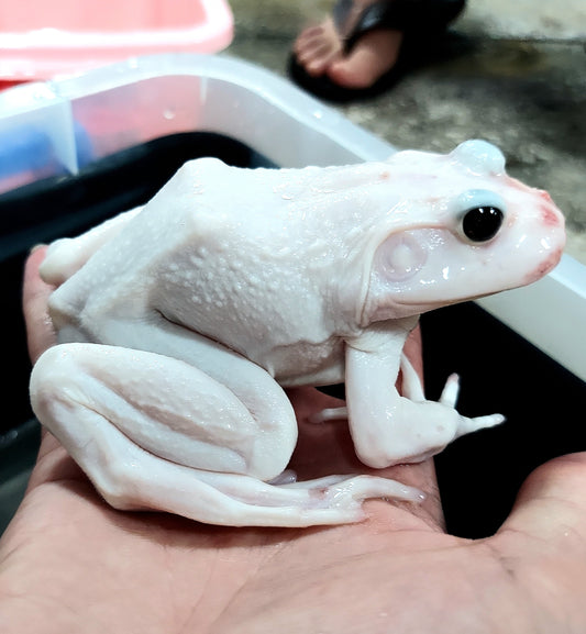 Leucistic American Bullfrog (Lithobates catesbeiana)