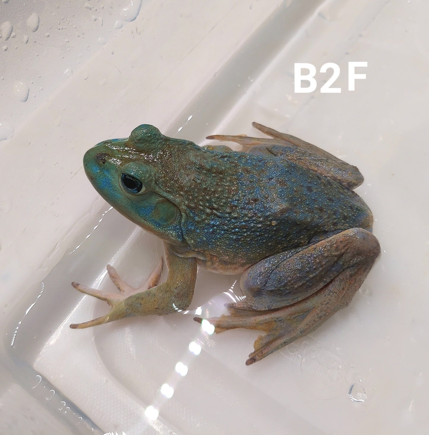 Blue American Bullfrog (Lithobates catesbeiana)