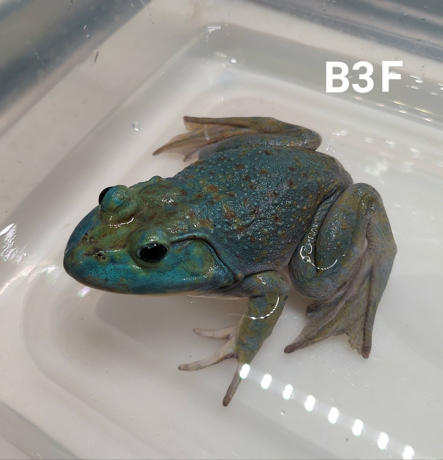 Blue American Bullfrog (Lithobates catesbeiana)