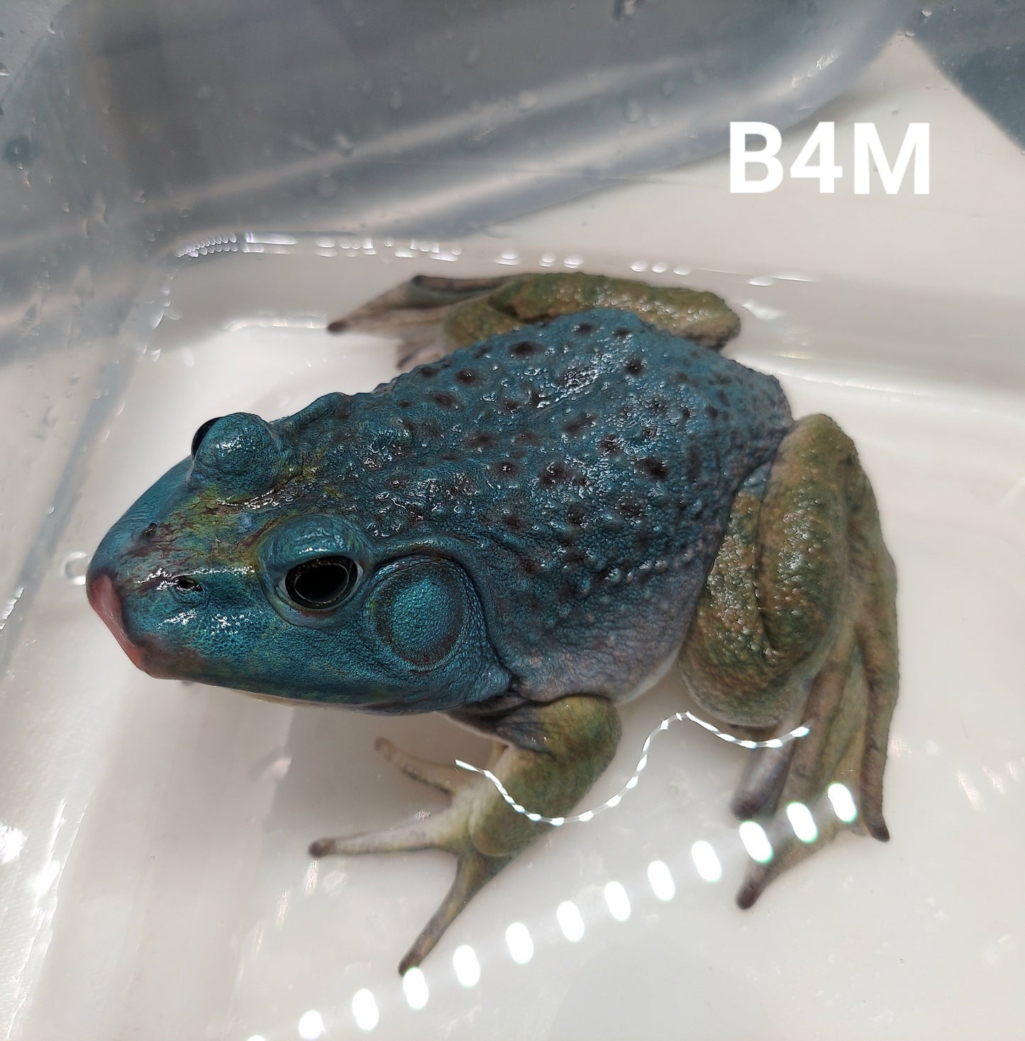 Blue American Bullfrog (Lithobates catesbeiana)