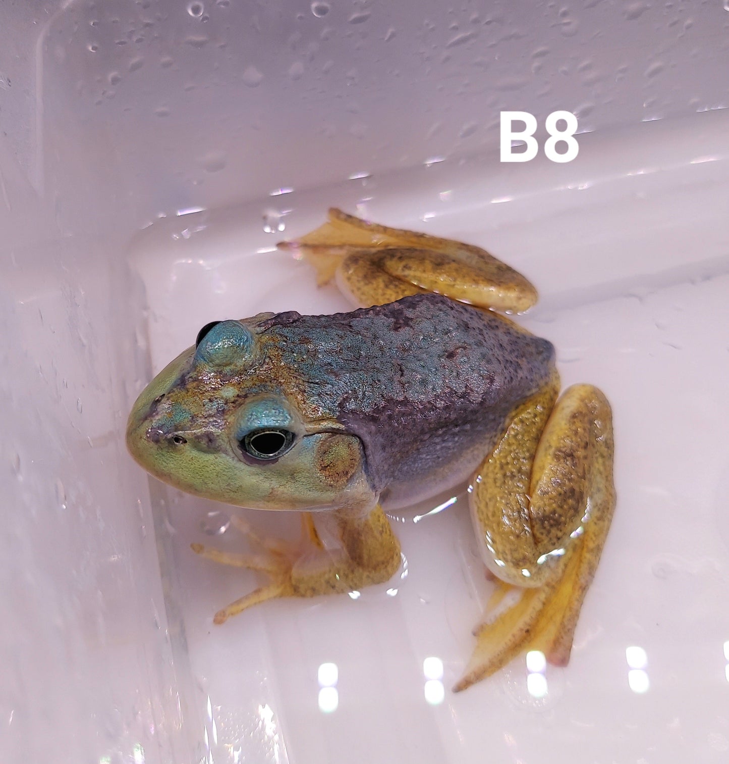 Blue American Bullfrog (Lithobates catesbeiana)
