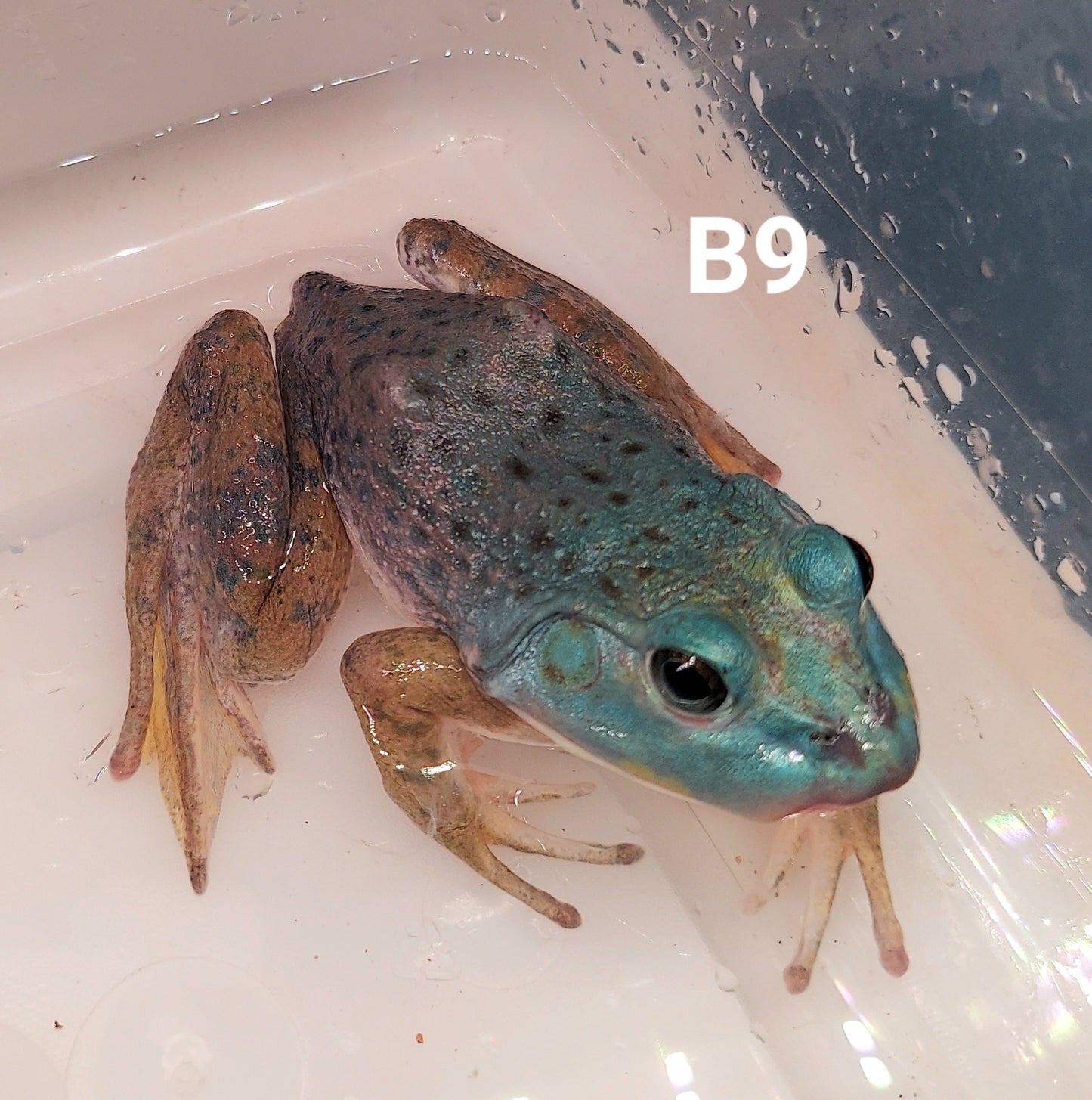 Blue American Bullfrog (Lithobates catesbeiana)