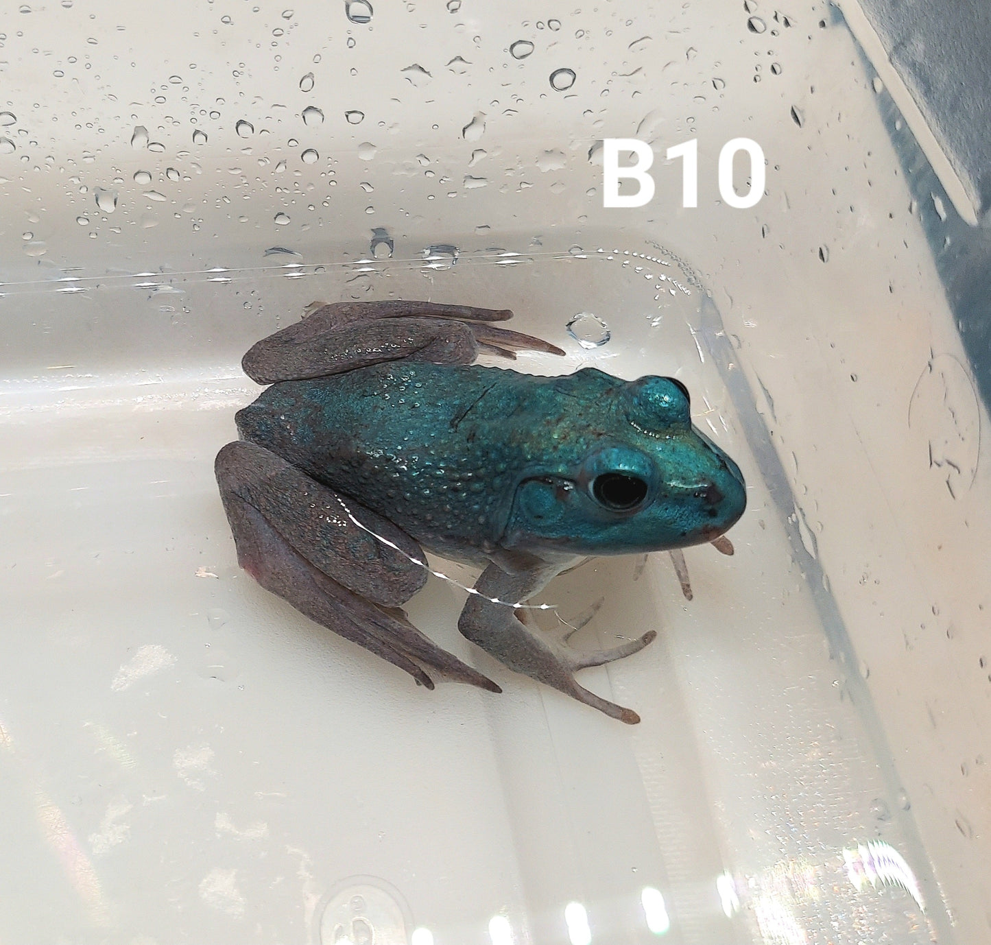 Blue American Bullfrog (Lithobates catesbeiana)