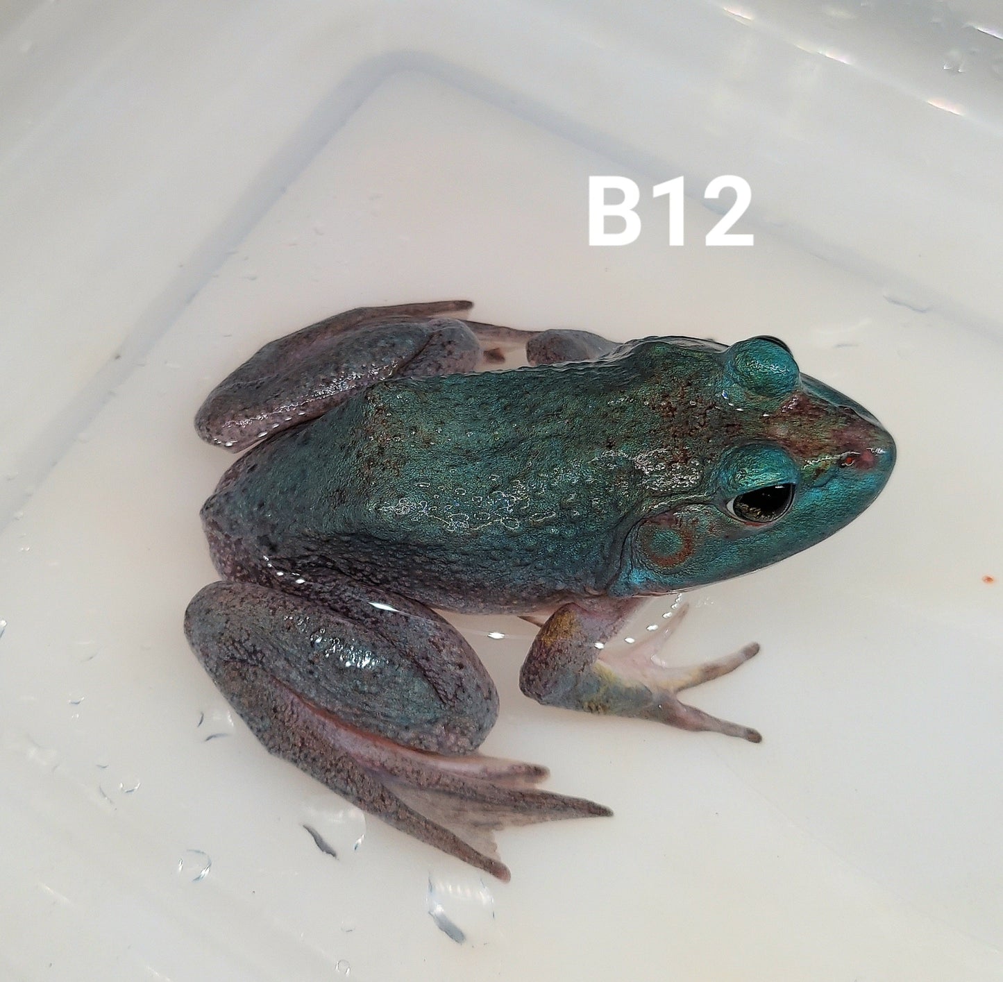 Blue American Bullfrog (Lithobates catesbeiana)