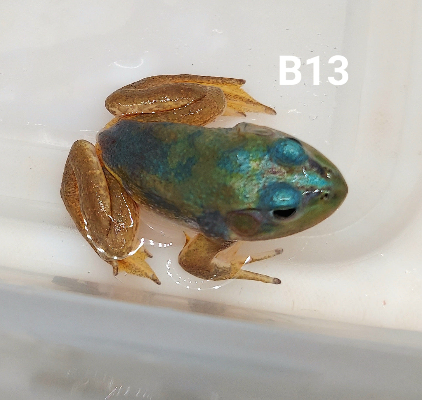 Blue American Bullfrog (Lithobates catesbeiana)