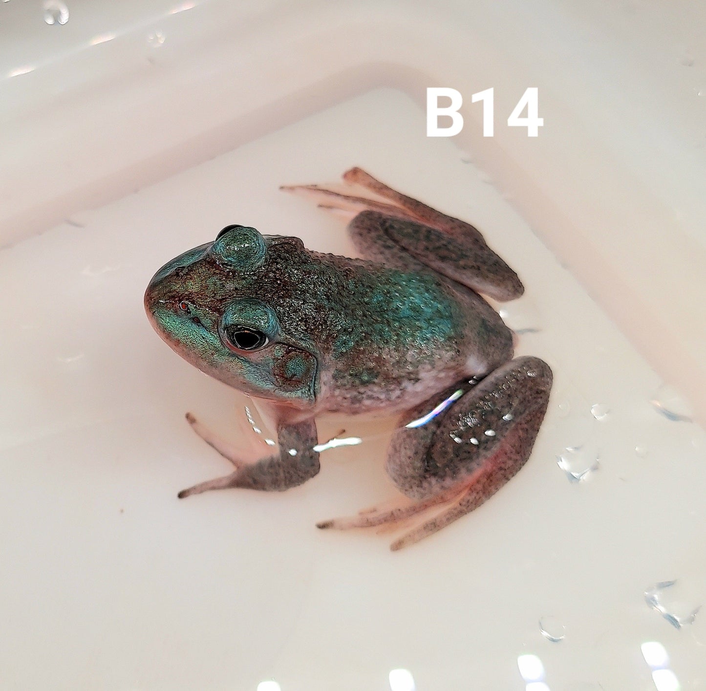 Blue American Bullfrog (Lithobates catesbeiana)