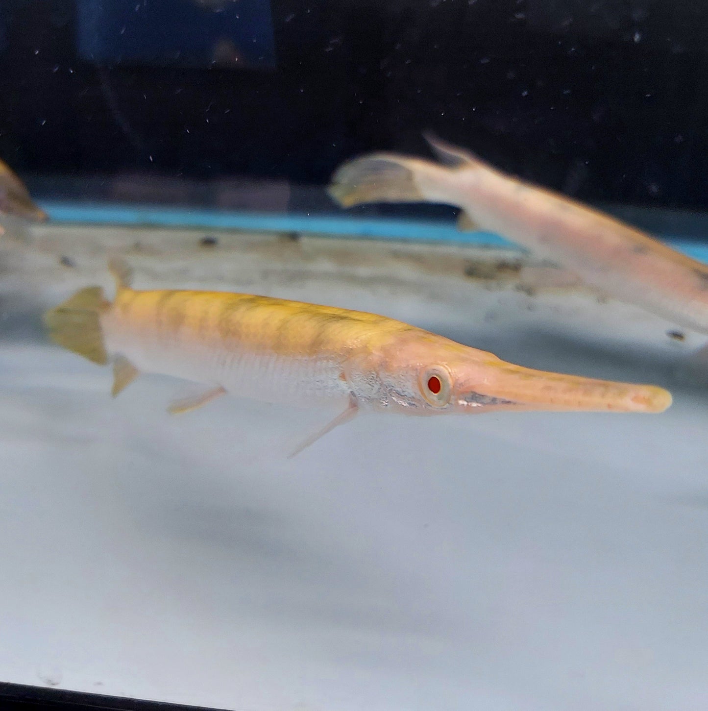 Albino Golden Marble Florida Gar (Lepisosteus platyrhincus)