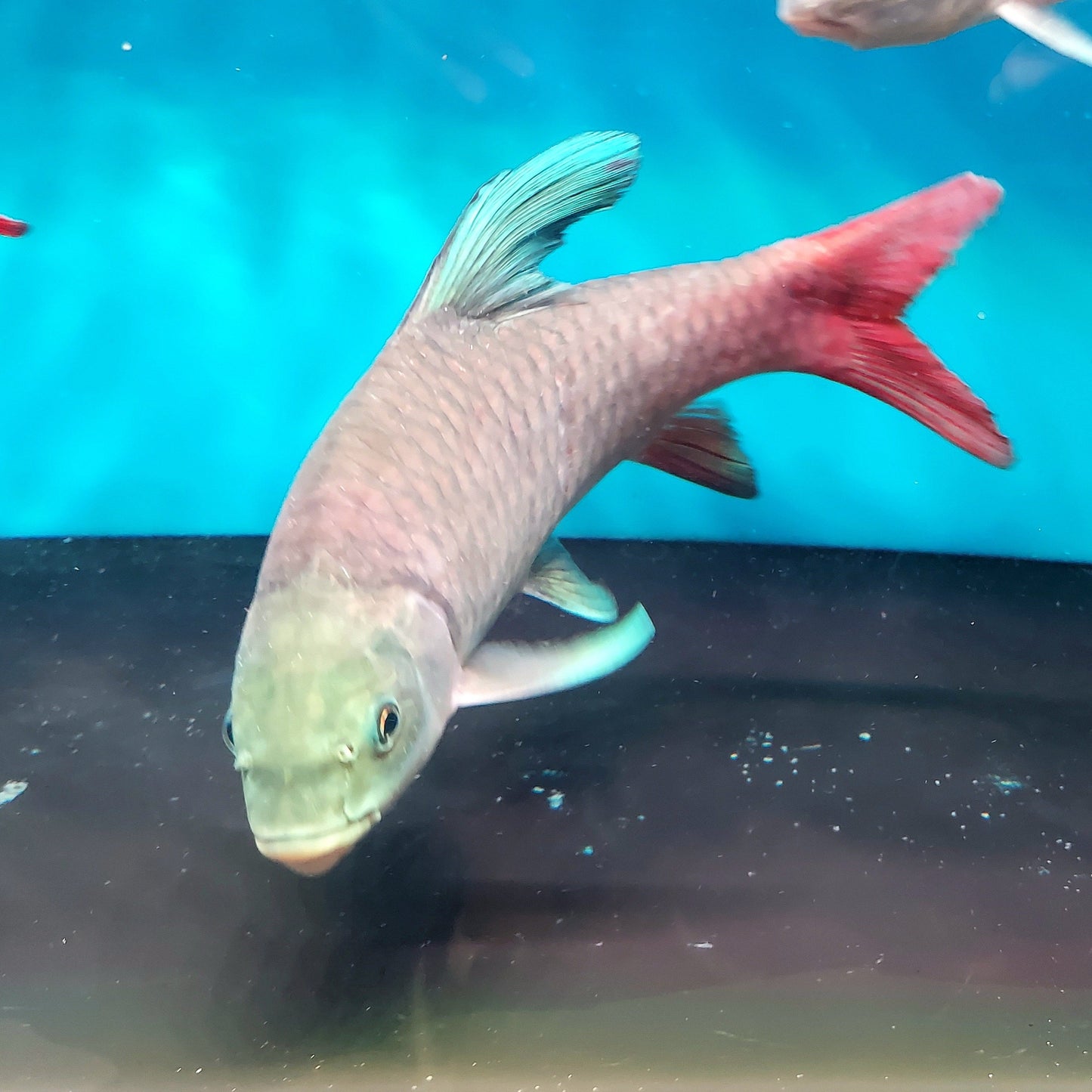 African Crimson Sky Mahseer (Labeobarbus malagarisi)