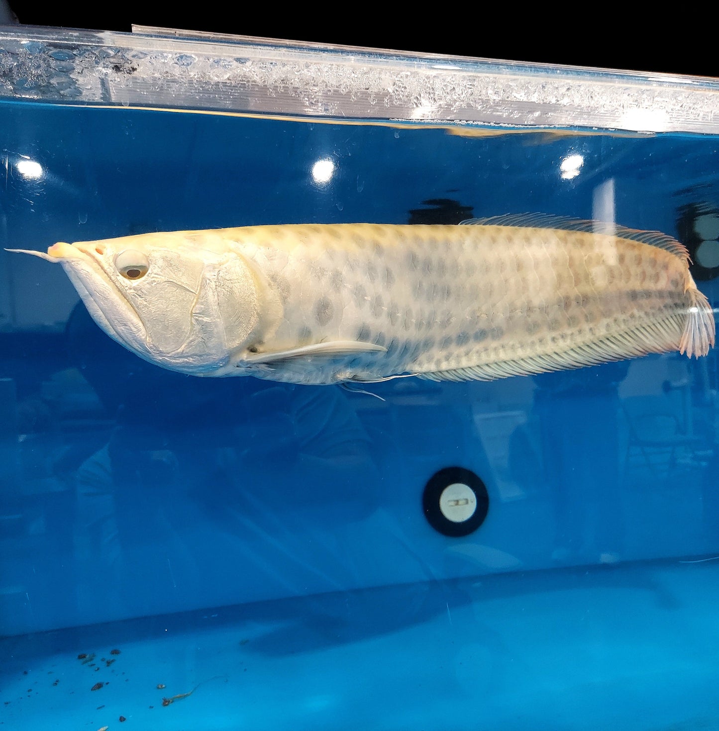 Albino Chocolate Crossbelly Silver Arowana (Osteoglossum bicirrhosum)