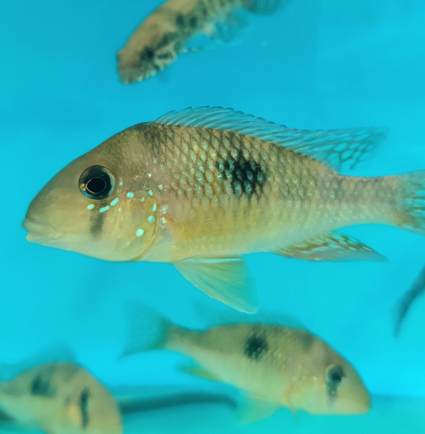 Argentine Rainbow Humphead Geophagus Cichlid (Gymnogeophagus lipokarenos)