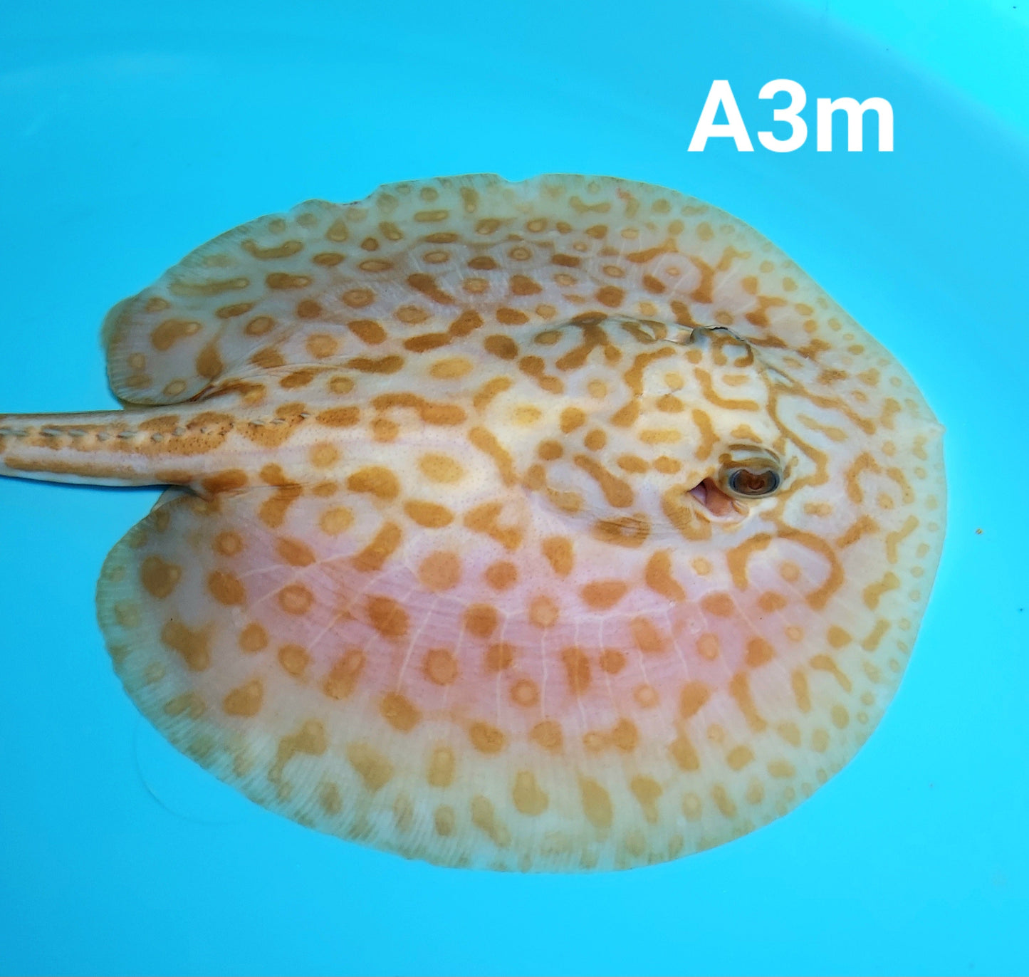 Albino Red Lucy Pearl Hybrid Stingray (Potamotrygon jabuti sp)