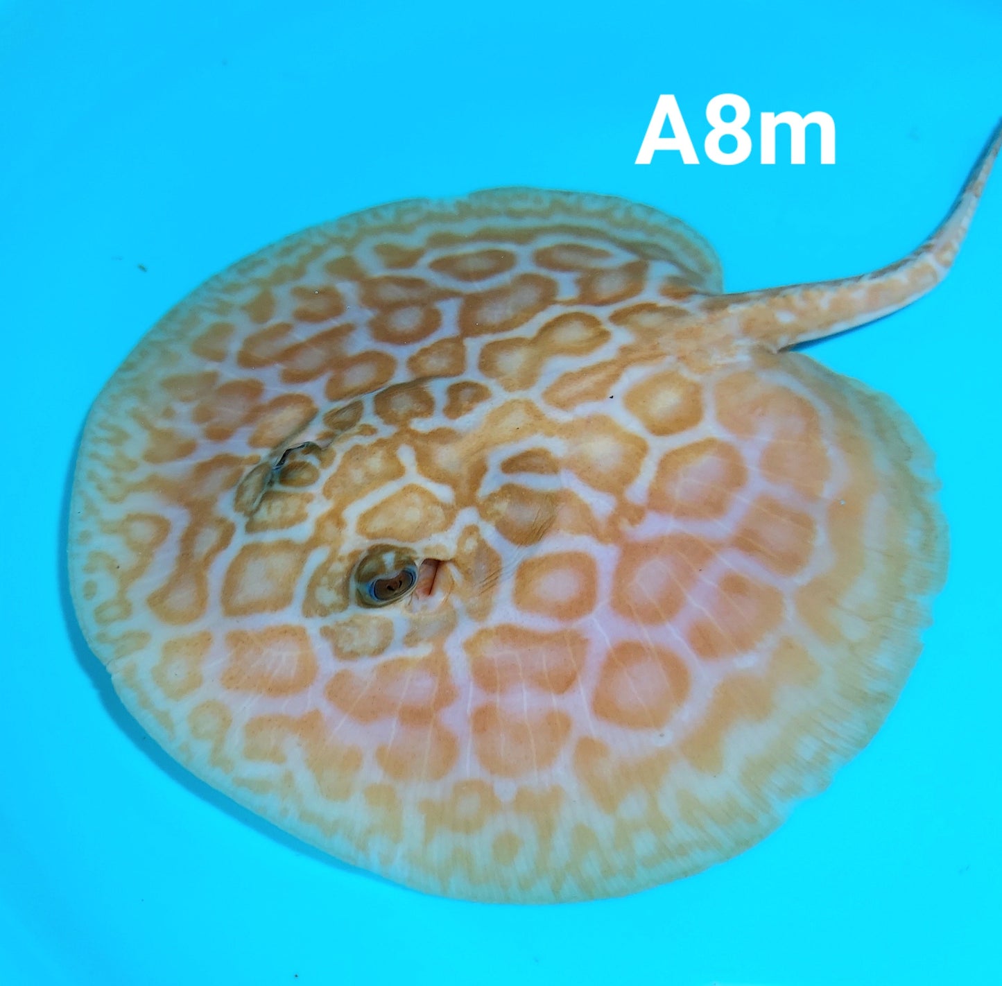Albino Red Lucy Pearl Hybrid Stingray (Potamotrygon jabuti sp)