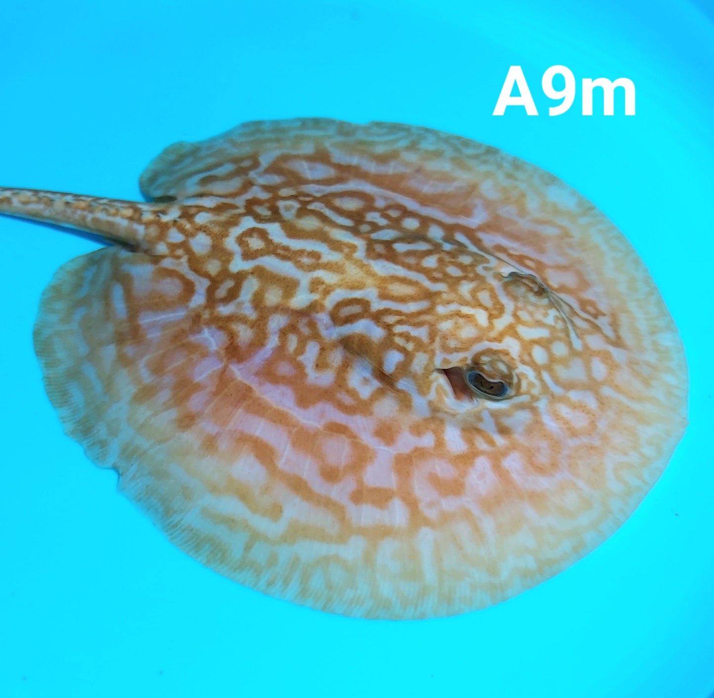 Albino Red Lucy Pearl Hybrid Stingray (Potamotrygon jabuti sp)