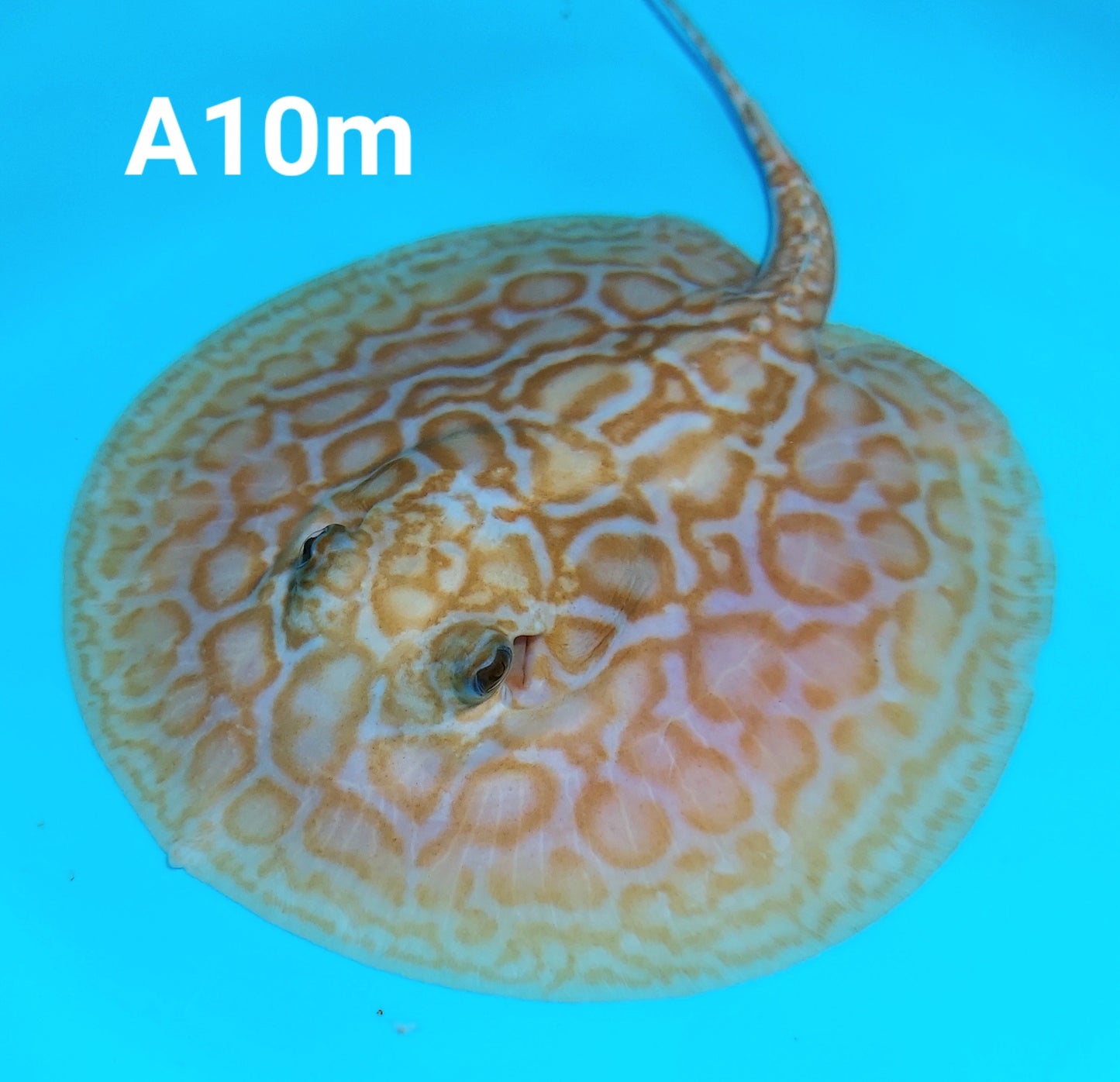 Albino Red Lucy Pearl Hybrid Stingray (Potamotrygon jabuti sp)
