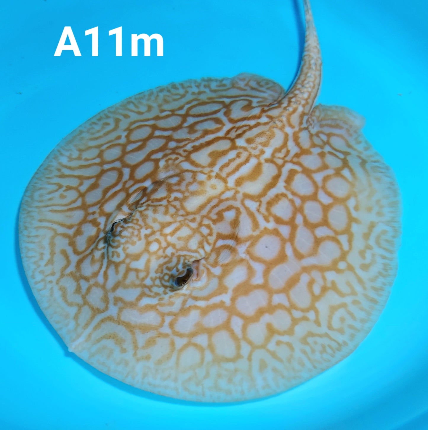 Albino Red Lucy Pearl Hybrid Stingray (Potamotrygon jabuti sp)