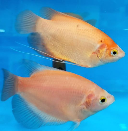 Giant Golden Ruby Red Gourami (Osphronemus septemfasciatus sp)